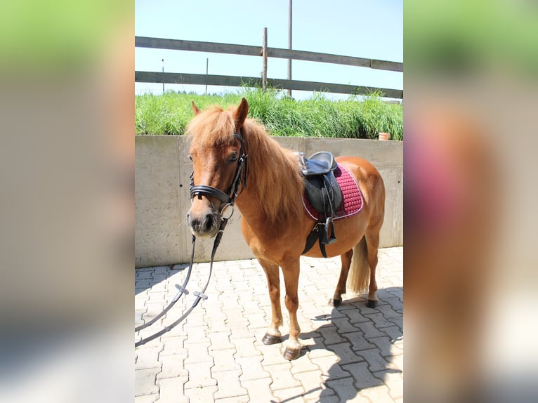 Shetland Ponys Stute 15 Jahre 110 cm Fuchs in Buch am Buchrain