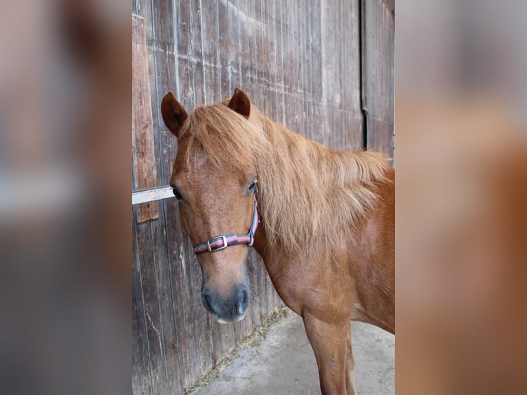 Shetland Ponys Stute 15 Jahre 110 cm Fuchs in Buch am Buchrain