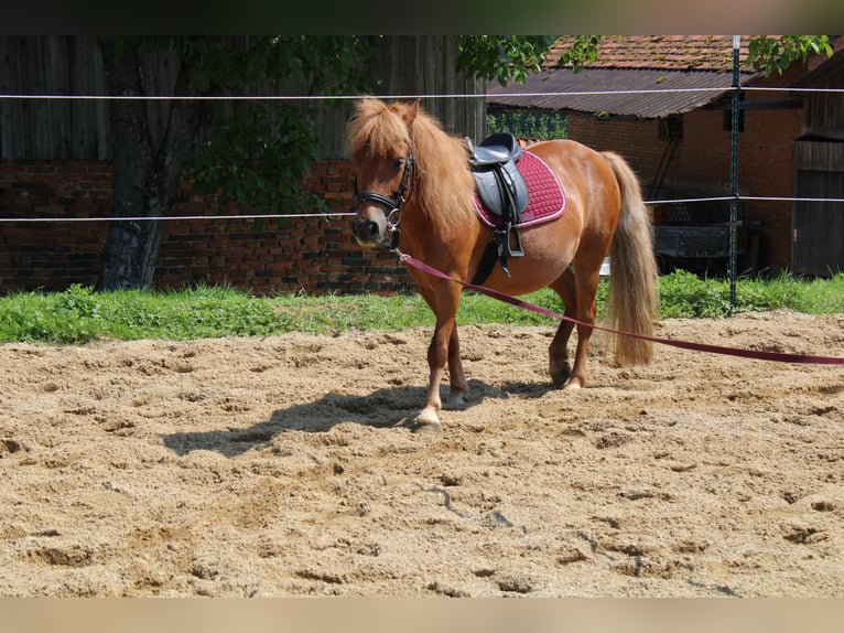 Shetland Ponys Stute 15 Jahre 110 cm Fuchs in Buch am Buchrain