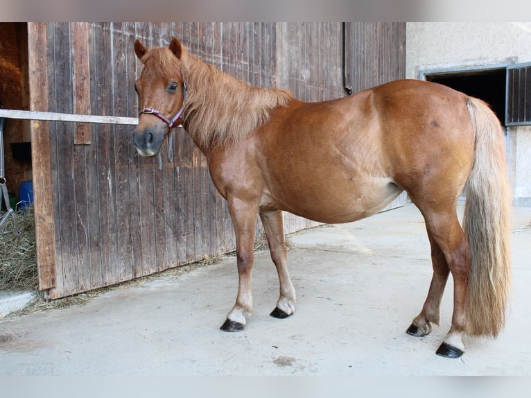 Shetland Ponys Stute 15 Jahre 110 cm Fuchs in Buch am Buchrain