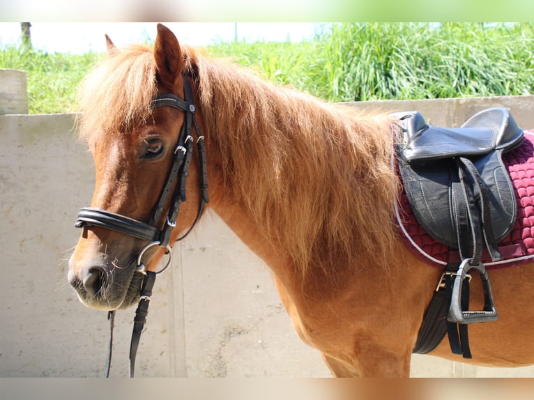 Shetland Ponys Stute 15 Jahre 110 cm Fuchs in Buch am Buchrain