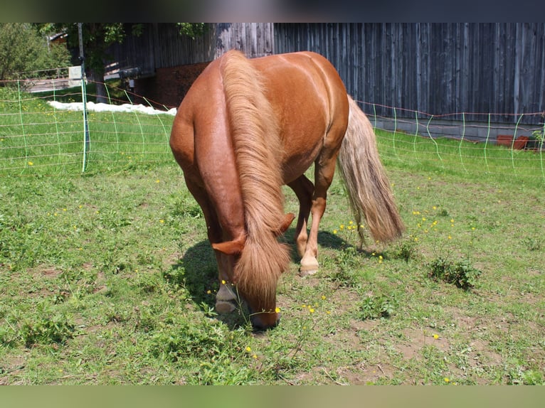 Shetland Ponys Stute 15 Jahre 110 cm Fuchs in Buch am Buchrain