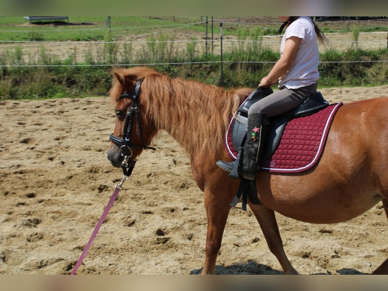 Shetland Ponys Stute 15 Jahre 110 cm Fuchs in Buch am Buchrain
