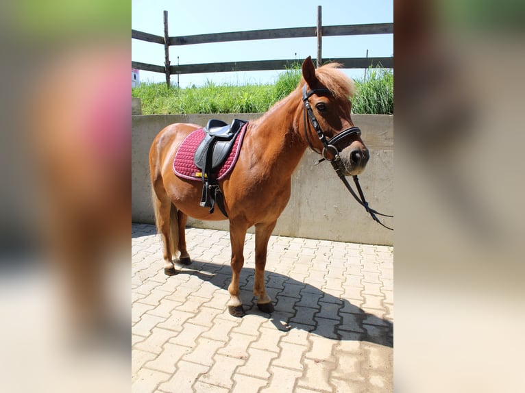 Shetland Ponys Stute 15 Jahre 110 cm Fuchs in Buch am Buchrain