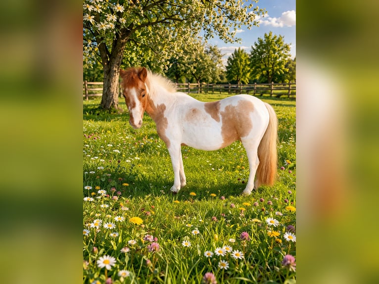 Shetland Ponys Mix Stute 15 Jahre 116 cm Schecke in Seegebiet Mansfelder Land