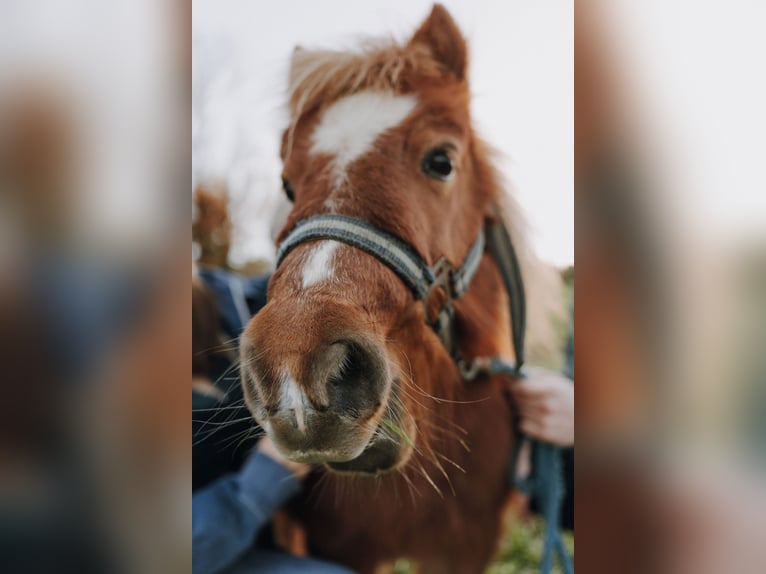 Shetland Ponys Stute 15 Jahre 85 cm Fuchs in Wolfegg