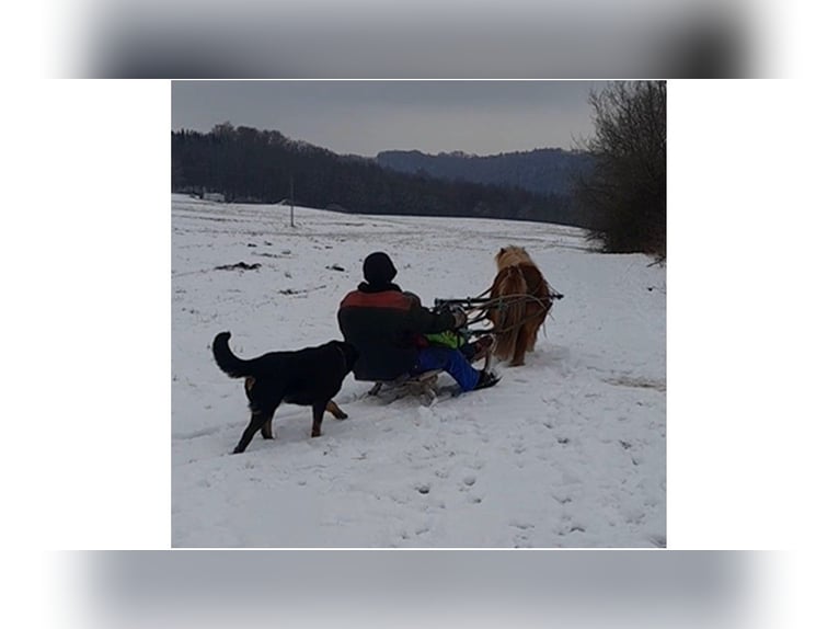 Shetland Ponys Stute 15 Jahre 85 cm Fuchs in Wolfegg