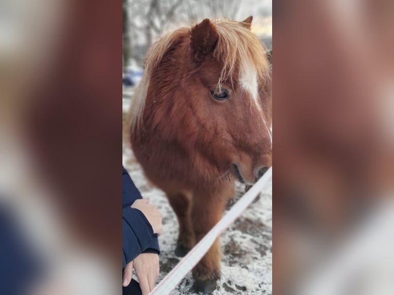 Shetland Ponys Stute 15 Jahre 85 cm Fuchs in Wolfegg