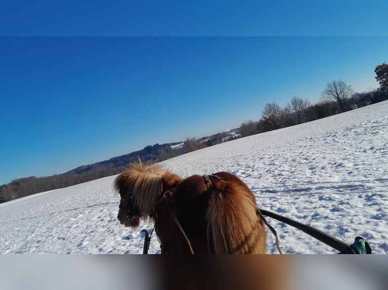 Shetland Ponys Stute 15 Jahre 85 cm Fuchs in Wolfegg