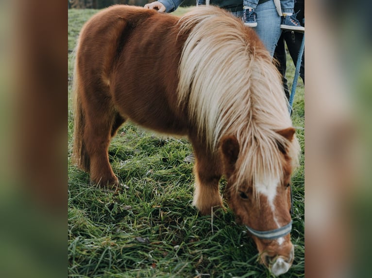 Shetland Ponys Stute 15 Jahre 85 cm Fuchs in Wolfegg
