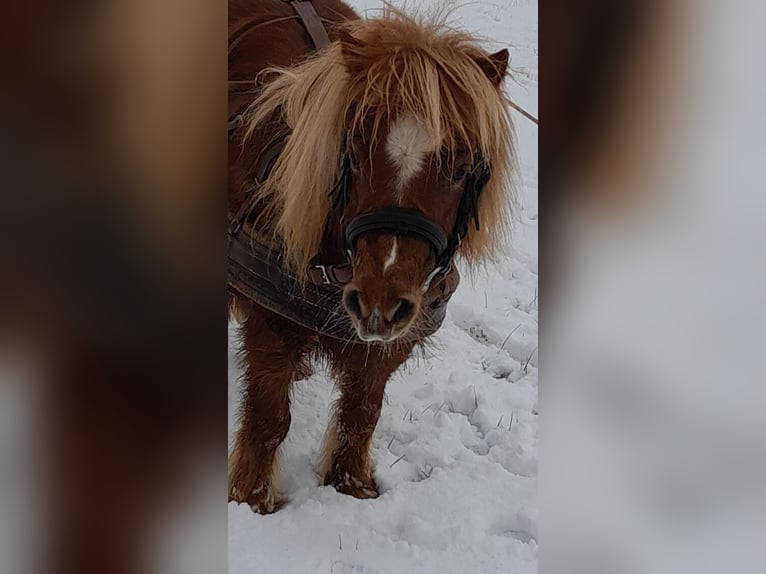 Shetland Ponys Stute 15 Jahre 85 cm Fuchs in Wolfegg
