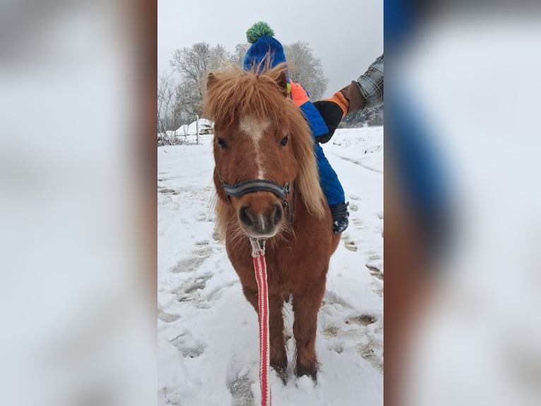 Shetland Ponys Stute 15 Jahre 85 cm Fuchs in Wolfegg
