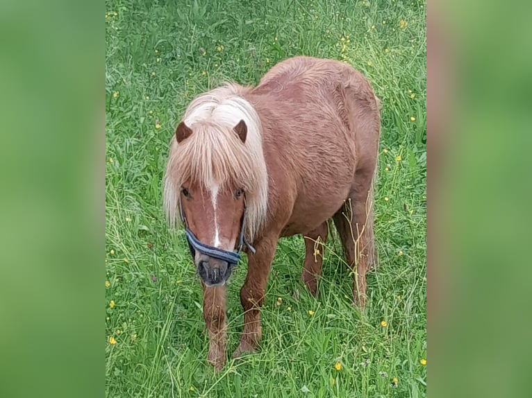 Shetland Ponys Stute 15 Jahre 85 cm Fuchs in Wolfegg