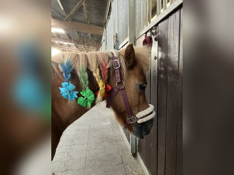 Shetland Ponys Stute 15 Jahre 85 cm Fuchs in Neunkirchen-Seelscheid
