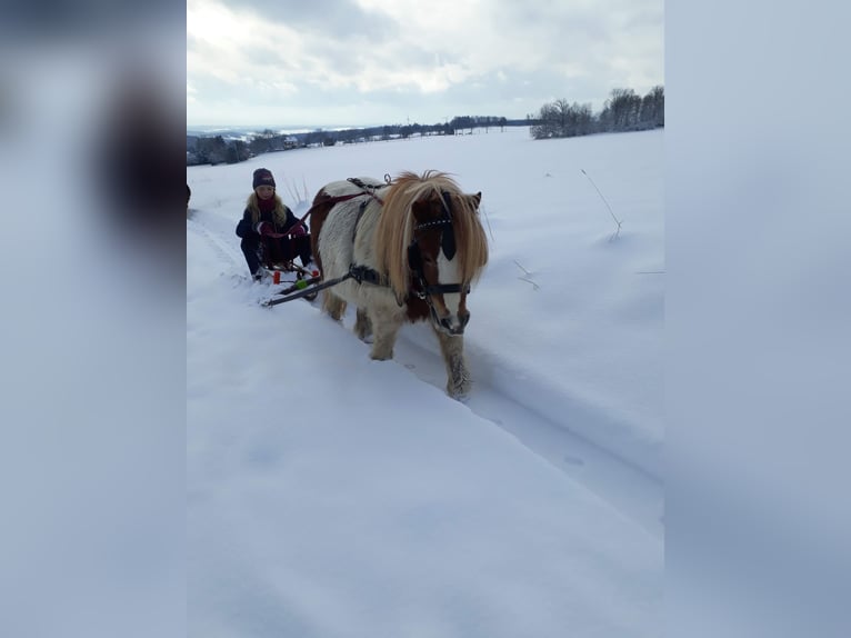 Shetland Ponys Stute 15 Jahre 85 cm Schecke in Oelsnitz