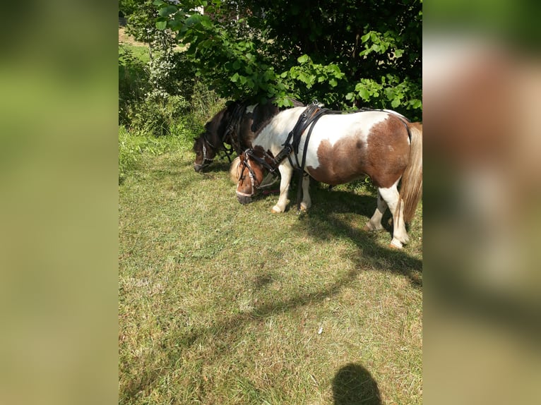 Shetland Ponys Stute 15 Jahre 85 cm Schecke in Oelsnitz