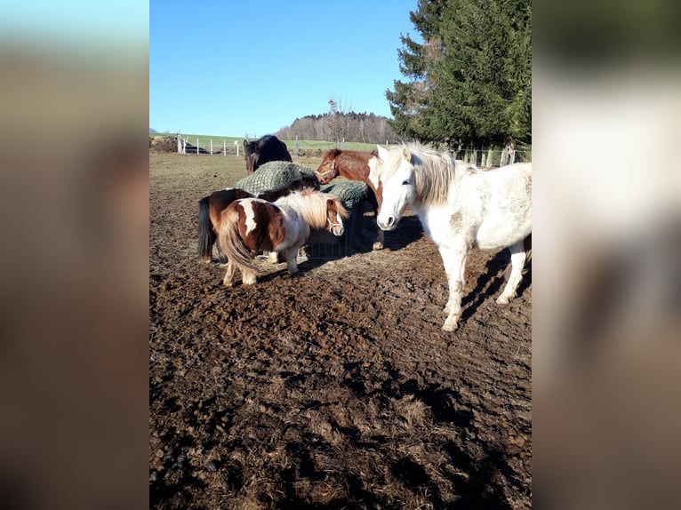 Shetland Ponys Stute 15 Jahre 85 cm Schecke in Oelsnitz