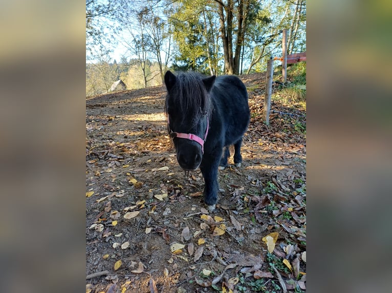 Shetland Ponys Mix Stute 15 Jahre 90 cm Rappe in Kreuzberg