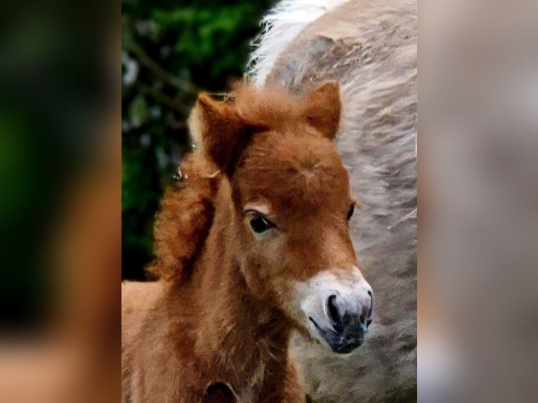 Shetland Ponys Stute 15 Jahre 93 cm Fuchs in Bergen (Dumme) Bergen