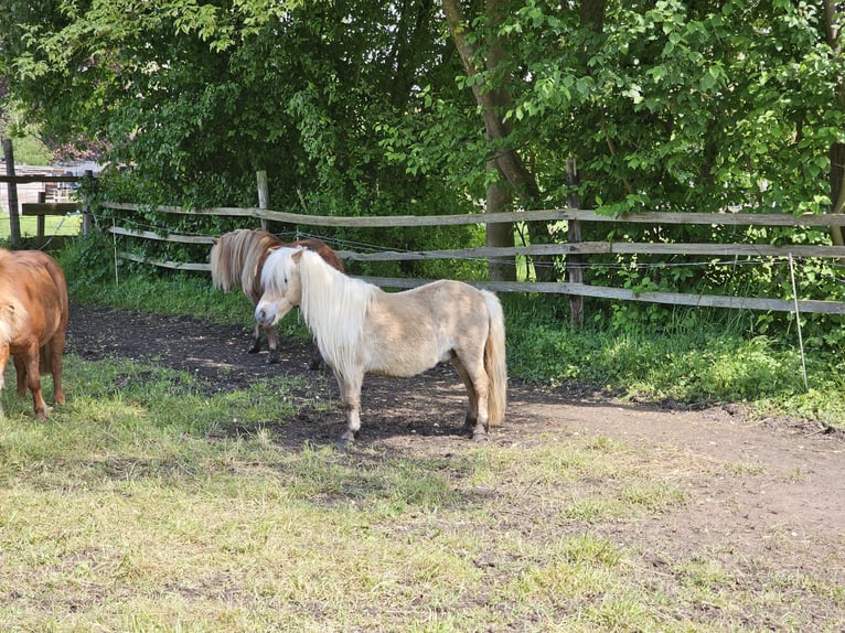 Shetland Ponys Stute 15 Jahre 93 cm Fuchs in Bergen (Dumme) Bergen
