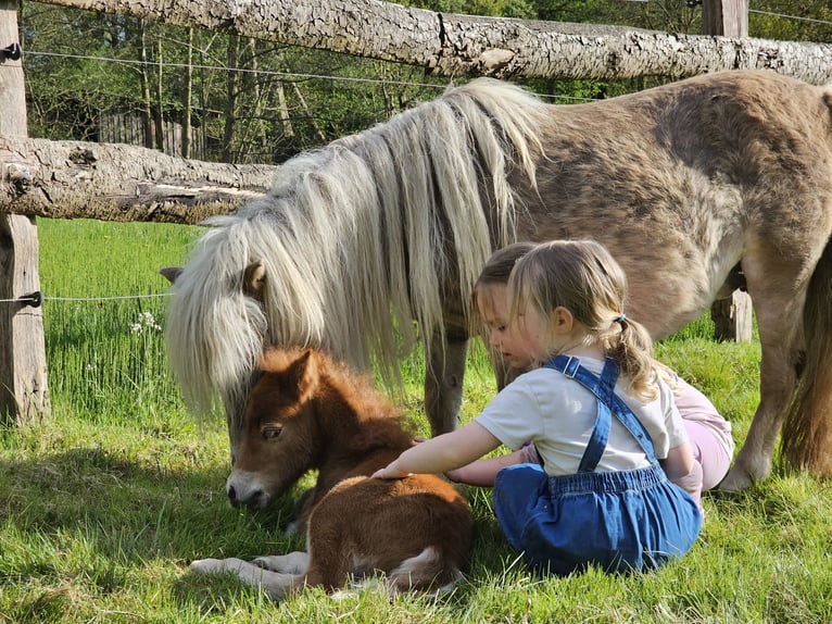Shetland Ponys Stute 15 Jahre 93 cm Fuchs in Bergen (Dumme) Bergen