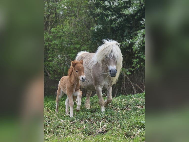Shetland Ponys Stute 15 Jahre 93 cm Fuchs in Bergen (Dumme) Bergen