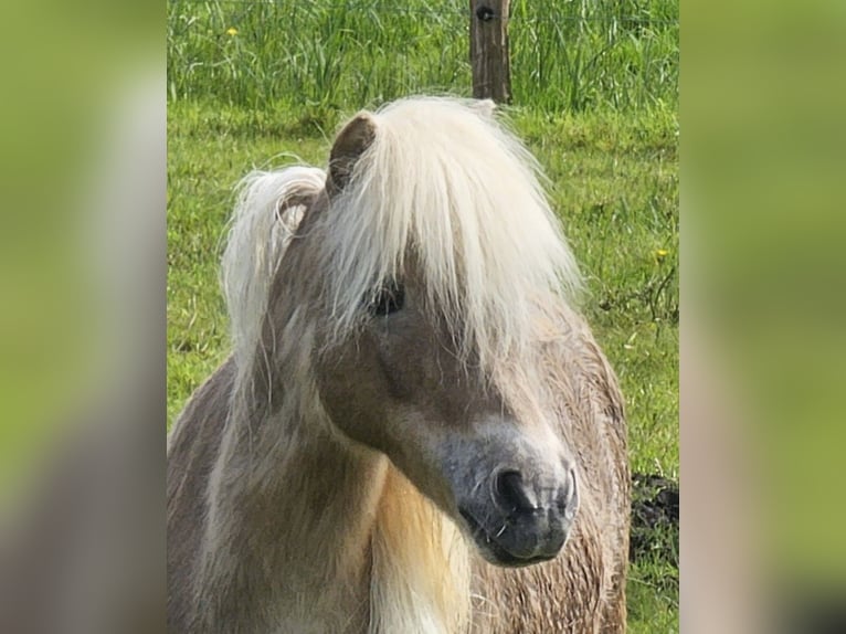 Shetland Ponys Stute 15 Jahre 93 cm Fuchs in Bergen (Dumme) Bergen