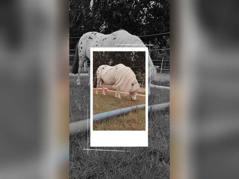 Shetland Ponys Mix Stute 15 Jahre 94 cm Tigerschecke in Osnabr&#xFC;ck