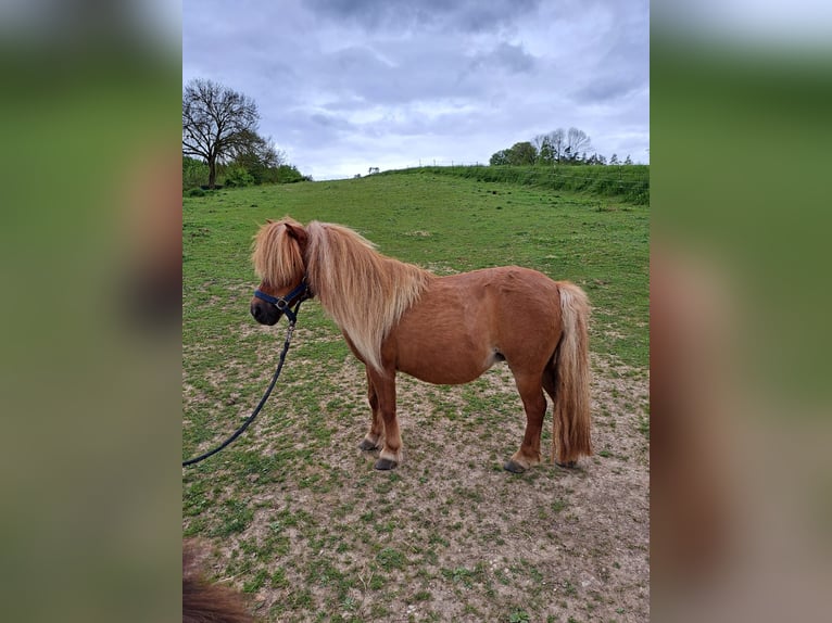 Shetland Ponys Stute 15 Jahre 96 cm Brauner in Rain