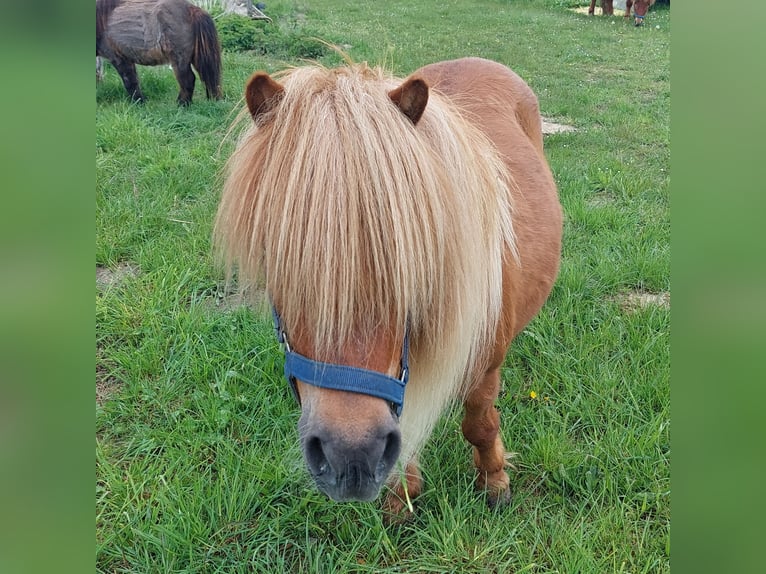 Shetland Ponys Stute 15 Jahre 96 cm Brauner in Rain