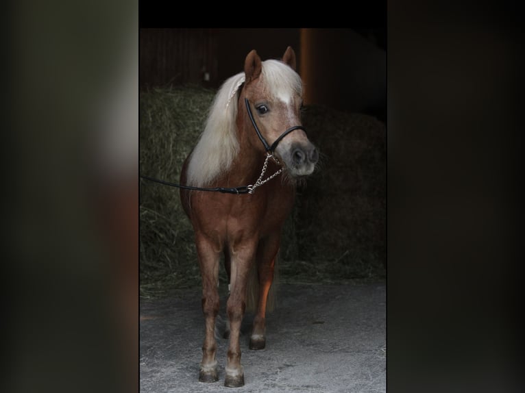Shetland Ponys Stute 15 Jahre 97 cm Fuchs in Leutkirch im Allg&#xE4;u