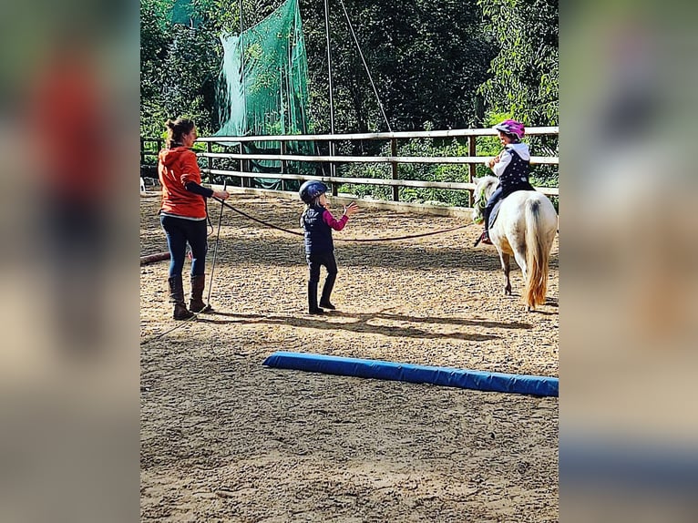 Shetland Ponys Stute 16 Jahre 106 cm  in Emersacker