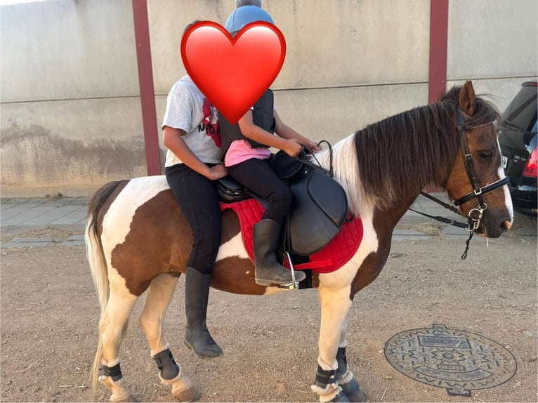 Shetland Ponys Stute 16 Jahre 118 cm Schecke in Lepe