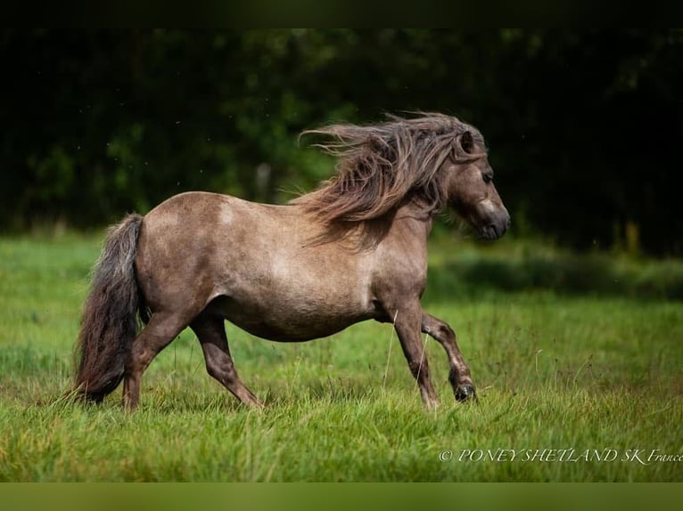 Shetland Ponys Stute 16 Jahre 95 cm in La Vespi&#xE8;re-Friardel