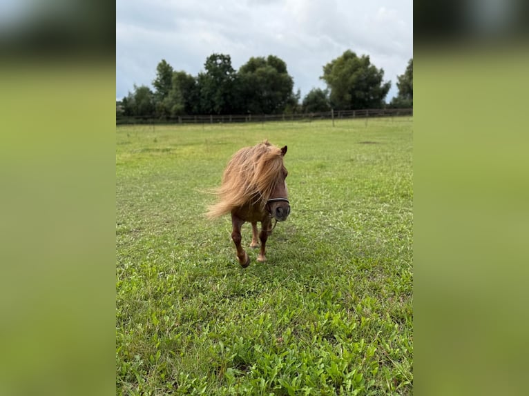 Shetland Ponys Stute 16 Jahre  in Friedberg