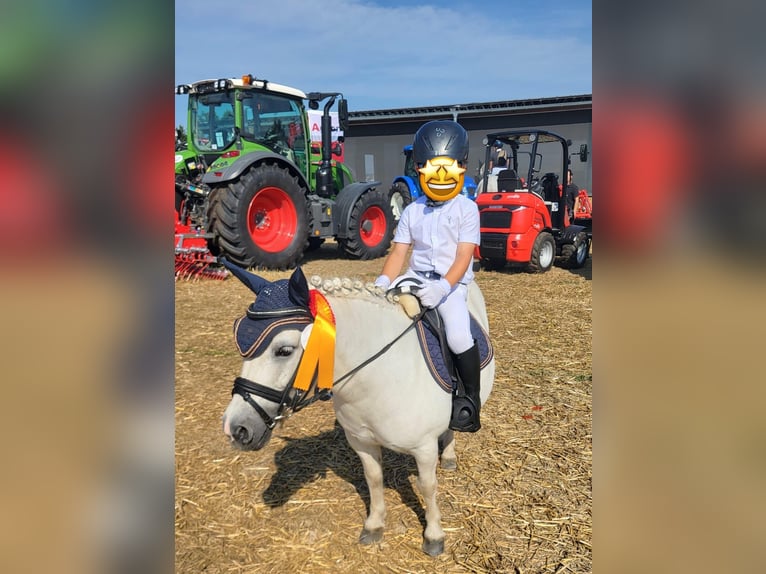 Shetland Ponys Stute 17 Jahre 100 cm in Kerben