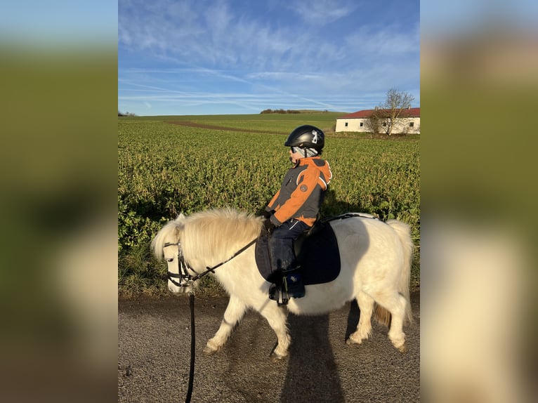 Shetland Ponys Stute 17 Jahre 100 cm in Kerben