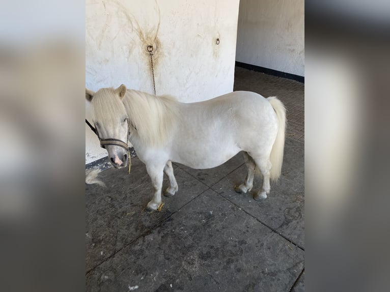 Shetland Ponys Stute 17 Jahre 100 cm in Kerben