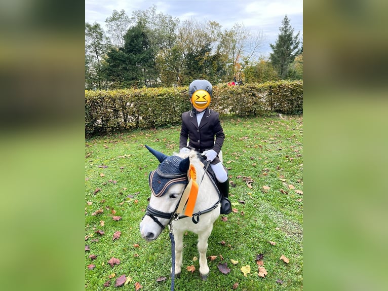 Shetland Ponys Stute 17 Jahre 100 cm in Kerben