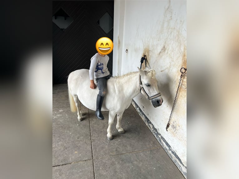 Shetland Ponys Stute 17 Jahre 100 cm in Kerben