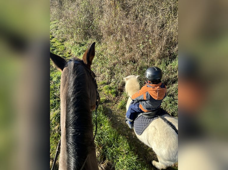 Shetland Ponys Stute 17 Jahre 100 cm in Kerben