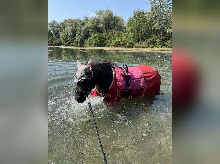 Shetland Ponys Stute 17 Jahre 100 cm  in Kürzell