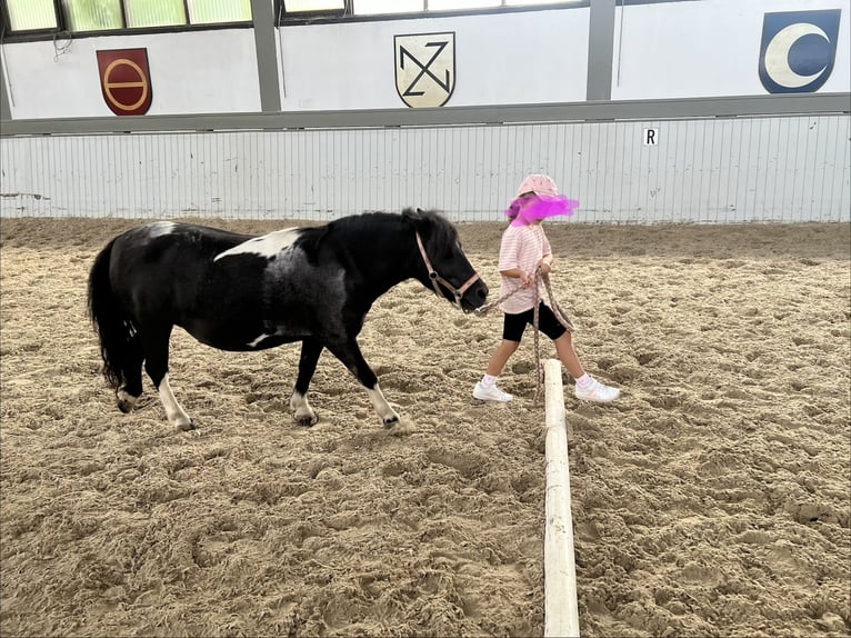 Shetland Ponys Stute 17 Jahre 100 cm  in Kürzell