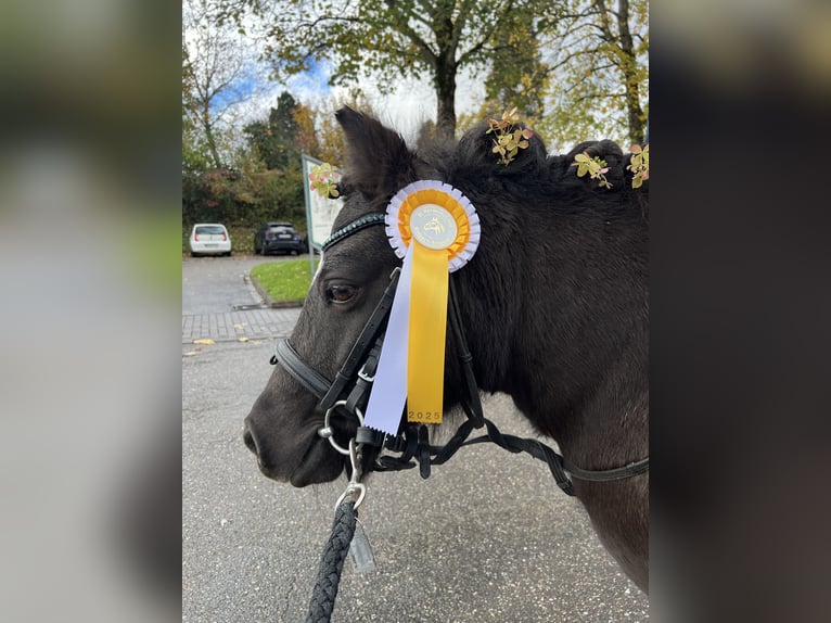 Shetland Ponys Stute 17 Jahre 100 cm  in Kürzell