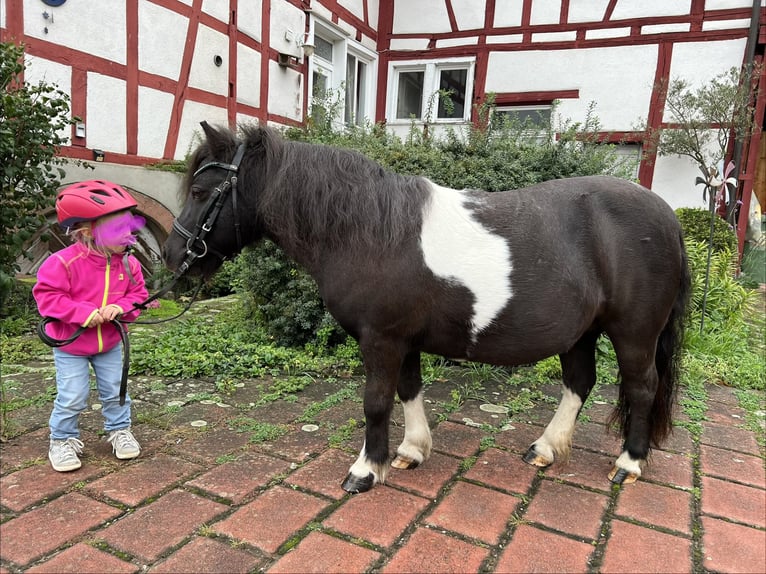 Shetland Ponys Stute 17 Jahre 100 cm  in Kürzell