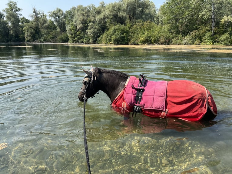 Shetland Ponys Stute 17 Jahre 100 cm  in Kürzell