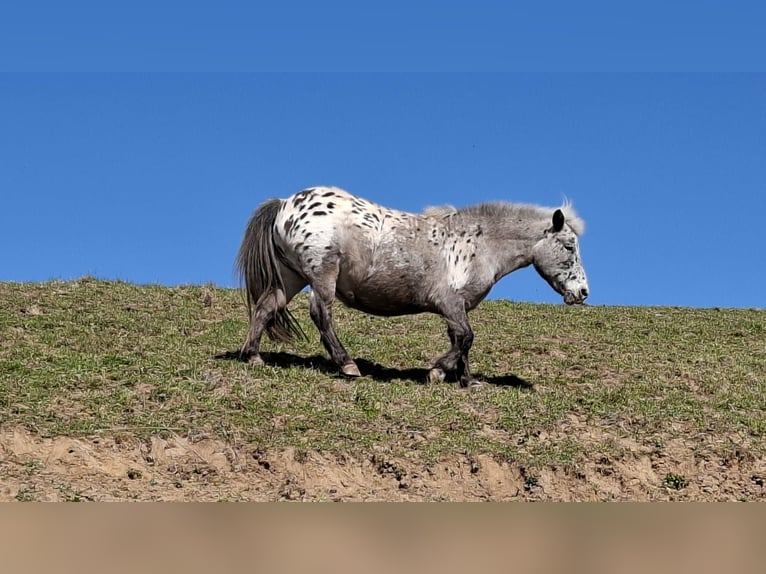 Shetland Ponys Stute 17 Jahre 100 cm Tigerschecke in Rimbach