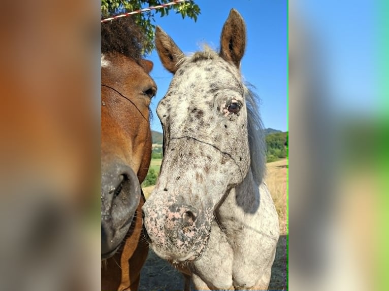 Shetland Ponys Stute 17 Jahre 100 cm Tigerschecke in Rimbach