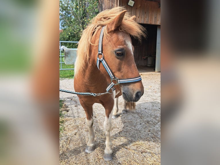 Shetland Ponys Stute 17 Jahre 105 cm Schecke in Grieskirchen