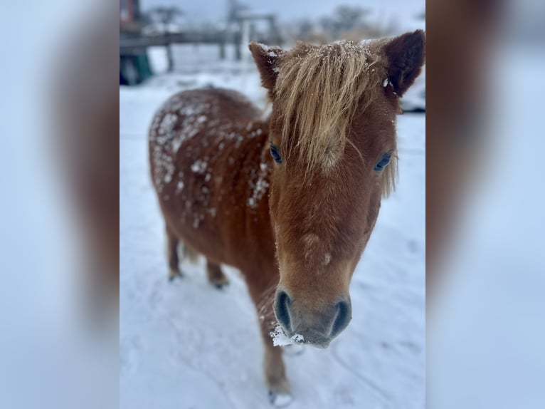 Shetland Ponys Stute 17 Jahre 106 cm Fuchs in Demen